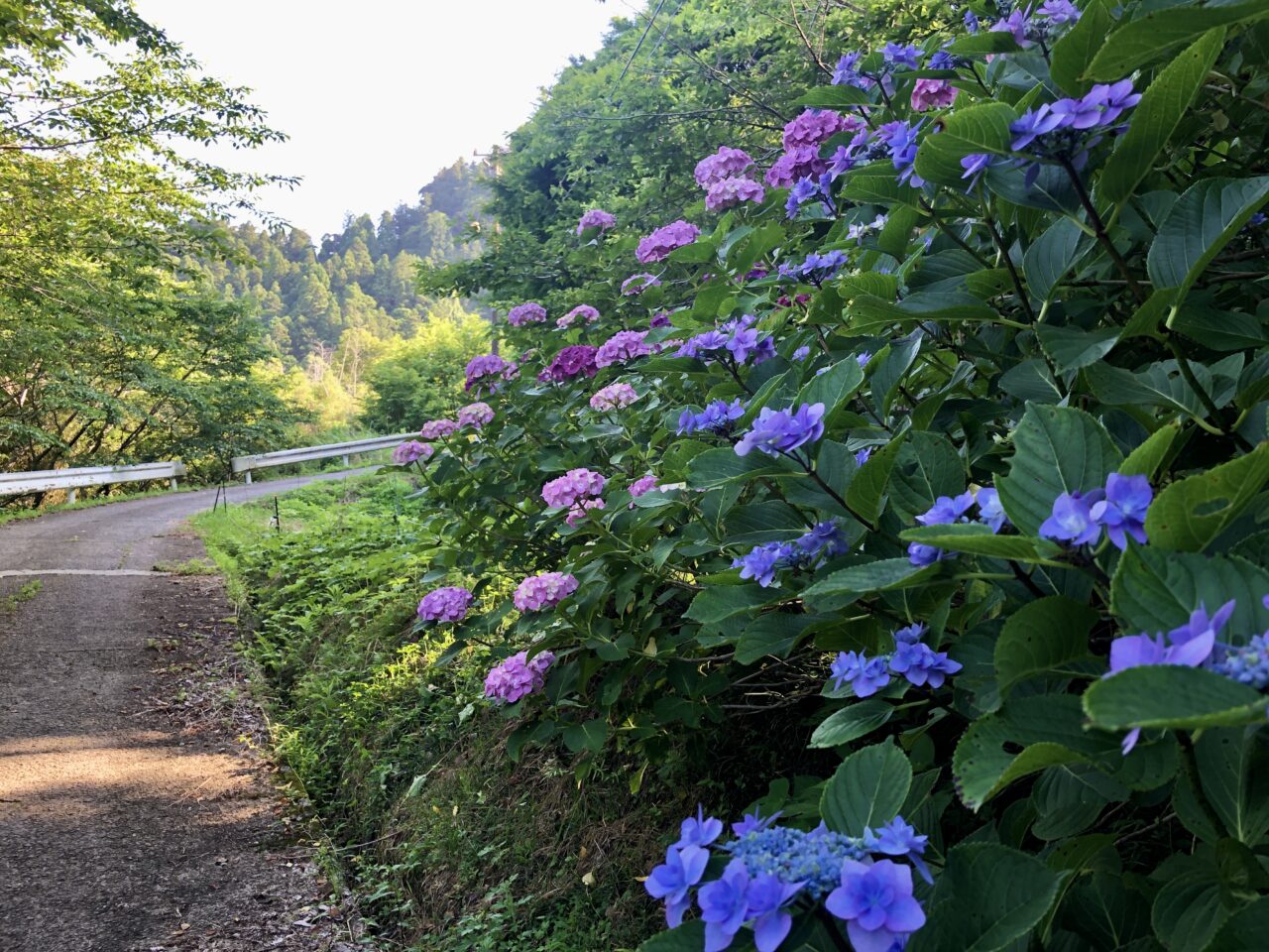紫陽花