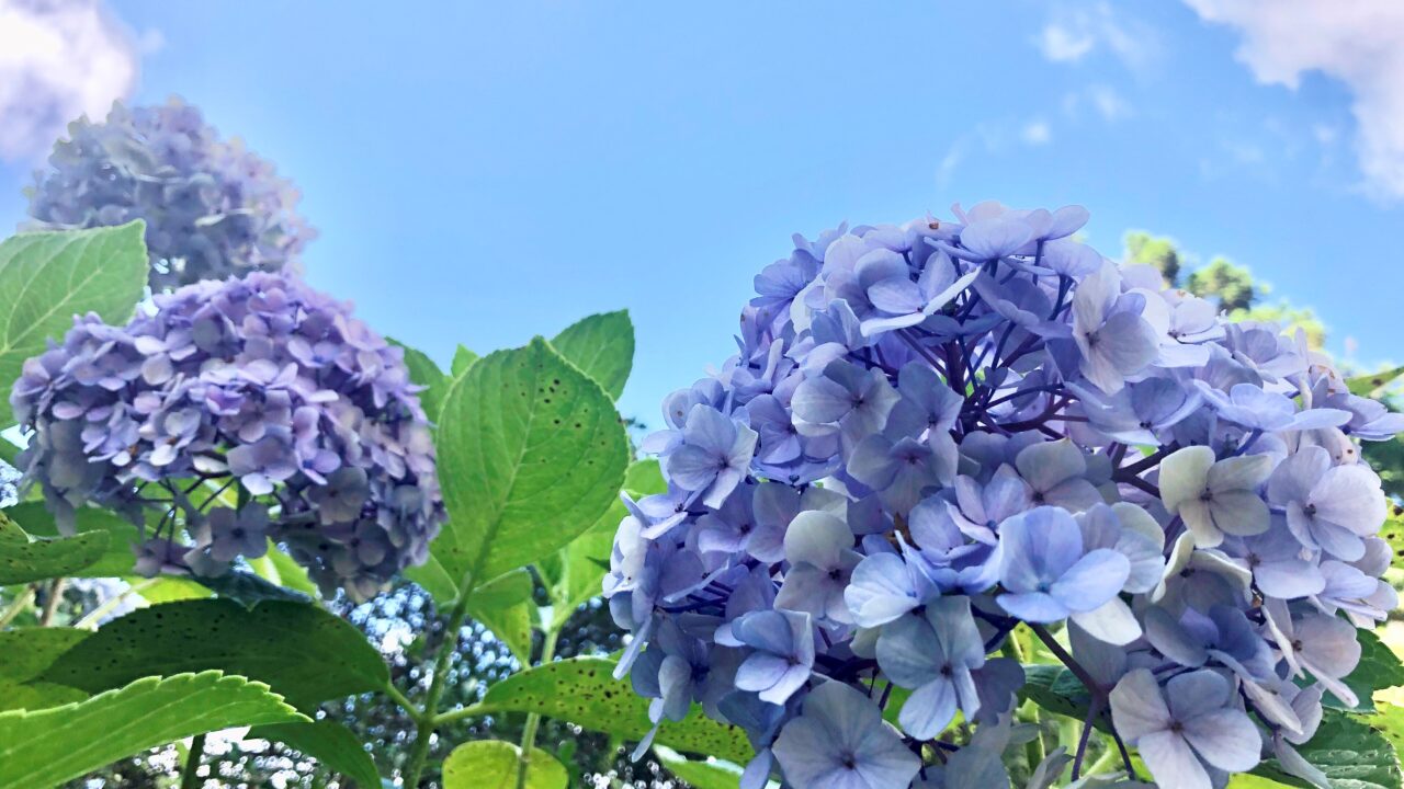 紫陽花