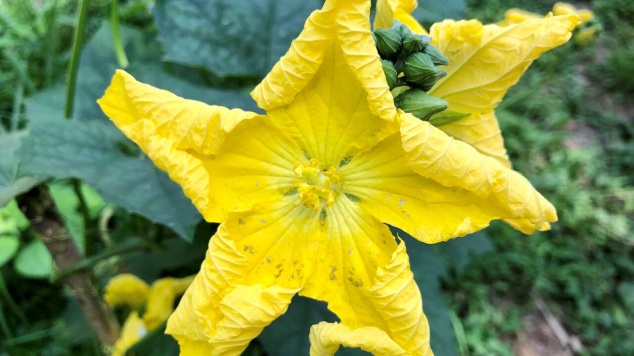 ヘチマの花