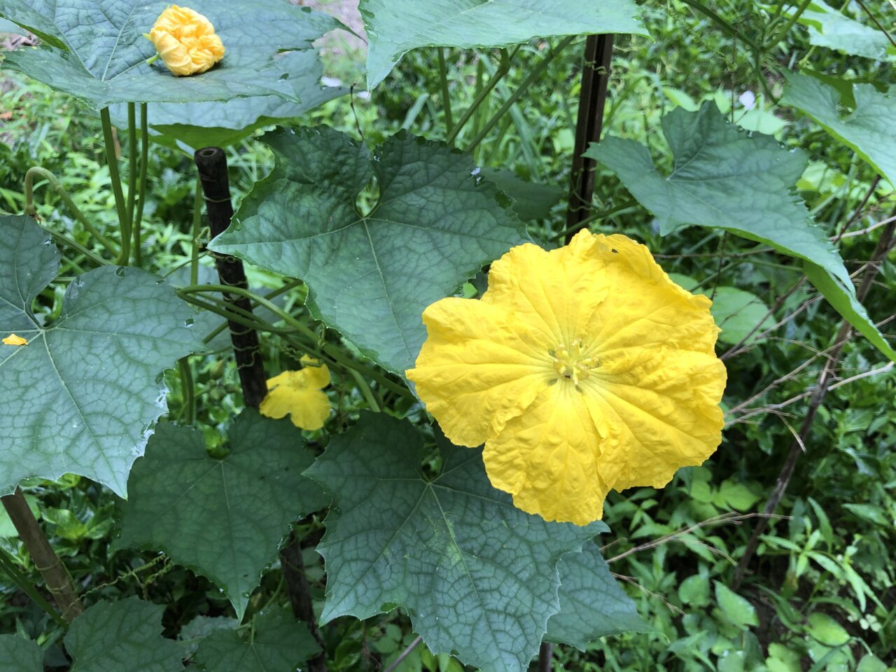 ヘチマの花