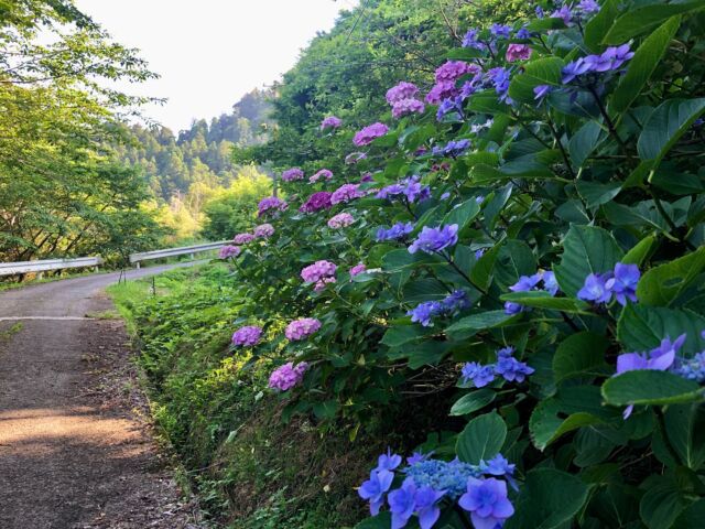 梅雨はいずこ…。な天気ですね。

今週も房州うちわや草木染めの創作体験がありました。
とにかくうちわを仰ぎ、風を送り合う子どもたち。

水彩絵の具や和紙で描いていくのですが、
白地のうちわがどんどん彩られていく様子に、移動教室で付き添う看護師さんも驚いていましたよ。

先生方も一緒に作ったり、感じたことを伝えてくれたりするので、それもまた嬉しいひとときです。

ちぎり絵で紫陽花を表現する子もいましたね。

天のお恵み、やさしい風と雨。心よりお待ちしています🌿

#南房総
#みねおかいきいき館