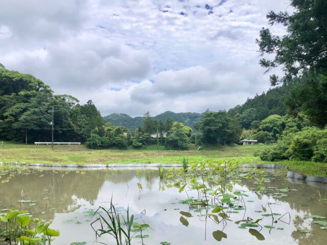 今週は、びわやスイカズラで草木染め。

木綿のハンカチは染まりやすくなるよう、
豆乳に浸して乾かしてから使っています。

文様の絞り方も色々ですね🌿

帰りに蓮畑を通るのが楽しみの季節。

#南房総 
#みねおかいきいき館