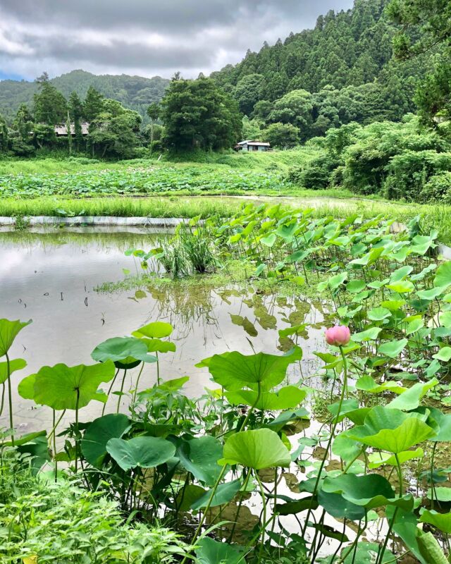 おでかけ🗳️
通りの蓮畑が見頃𓂃 𓈒𓏸 𓐍

#参議院選挙 
#期日前投票