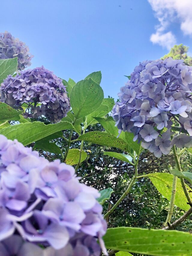 今年さいごの紫陽花。

伸びに伸びて「お花が咲いても見えない」くらい背が高くなった木が、15ほどあるお庭。

手入れのチャンスの早朝、すぐ汗だくになって蚊に刺され、出来たてのクモの巣に引っかかる、というモーニングルーティン…。

どこかのお寺の紫陽花園はすごいなぁとしみじみ思いました。

そしてまた、草でわしゃわしゃになるお庭…。
暑くて無理な日中に、カマキリの来客です🌿