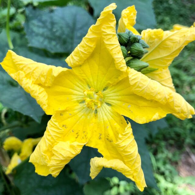 夏の終わり〜♪
と、つい口ずさんでいるこの頃。

それにしても残暑ですね。
吊るしたままの鯉のぼりが干物のようです。

𓂃 𓈒𓏸 𓐍

夏休み明け、都内の小学生が60人近く房州うちわの絵付け体験に来てくれました。

とにかく仰ぐ🌻

来た人も来られなかった人も、夏は本当におつかれさまでした🐳

私の背をほとんど越えている6年生の子たち。
成長がまぶしいです。

写真1枚目は庭のヘチマの花。
日中は縮んで星になります☆

#南房総
#みねおかいきいき館