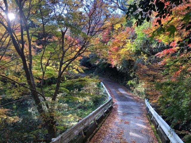 通りの紅葉が見頃🍂

房州うちわ、今年も色々な子たちが描いてくれました。
イチョウやカエデも葉っぱのスタンプで活躍。

「ライブやスポーツ観戦に持っていくんだ！」という子たちもいて、
熱き想いを込めていましたね。

観客席が映ったら、房州うちわでエールを送る子を見つけるという、私の密かな推し活がふえました🔍

#南房総
#創作体験 
#みねおかいきいき館