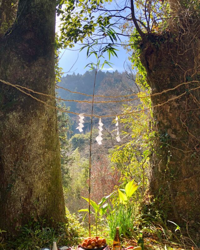 午の方角にある、庭の楠木からごあいさつ。
本年もどうぞよろしくお願いいたします🎍

数年前から猫や猿、イノシシ、キョンが庭に来るようになりまして、最近は鹿がときどき寝るようになりました。

そのうち馬もやって来るのでしょうか🐴

ここまで来ると十二支もコンプリートしたくなるものです。

子は常時いるとして、丑は酪農のさとにいるからよし。寅は…ちょっと厳しいですかね。

そんな感じでご近所の力も借りますと、後は辰と未だけになりました。

辰が難問ですが、ご協力のほどお待ちしています🐉🐏

⋆⸜おまけのお知らせ⸝⋆
コロポックルームのオンラインショップは、本日７日からオープンしています🌼

#南房総
#2026年