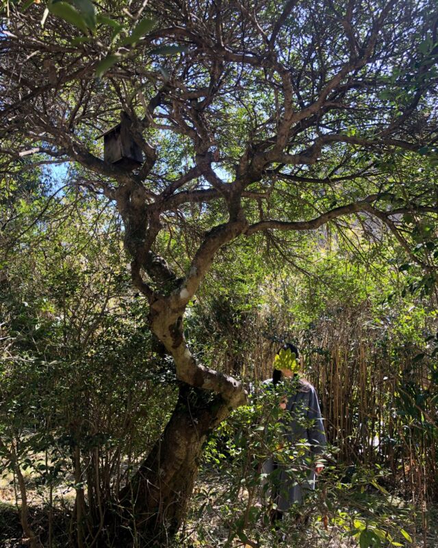 ⋆⸜出店のお知らせ⸝⋆
2月23日（月・祝）9時〜15時
のきしたフリマ
岩井駅前交流拠点boccs
@boccsiwai 

今回は「ブック市」とのこと📖
どんな本が並ぶのか楽しみですね。

コロポックルームは相変わらず碧い感じなので、
年明けに読んだ能面女子の本など持っていこうかしらと思ってます🎭

今年も鳥が全く宿りに来ない巣箱は記録を更新中。
記念の一枚です🌿