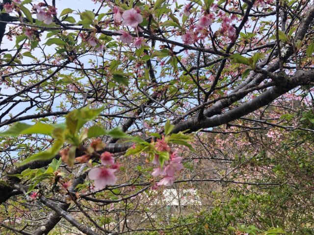 今日は土曜スクールの子たちが草木染めに来てくれました。

ぽかぽかで気持ちの良い日。
河津桜の向こうに牛舎が見えます。

今回はソメイヨシノの染料。
枝を煮た鍋から桜餅の香りがしました🌸

#南房総
#草木染め 
#みねおかいきいき館
