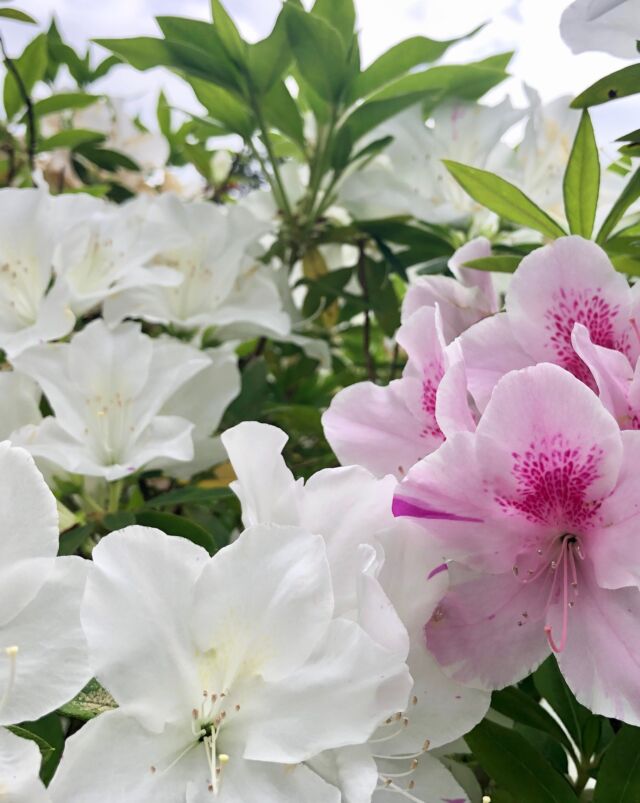 庭のツツジが見頃。

昔住んでいた家主の方は花咲かじいさんだったそうで、今も季節ごとに色々なお花がぽんぽんと顔を出してくれます。

ずいぶんと薮にしててごめんなさい、
と少しずつ手入れをしてきたここ数年。

庭や裏山におじいさんの足跡のような、
ちゃんと歩いて耕して、手をかけてきたのだろうなという痕跡を感じて、
リアル昔話を堪能しているこの頃です。

⋆⸜出店のお知らせ⸝⋆
4月29日（水・昭和の日）9時〜15時
のきしたフリマ
岩井駅前交流拠点boccs
@boccsiwai 

今回は、土いじり・庭しごと・古き良きな感じで参りますので、よろしくお願いします🪴

フリマ終了後は「音を楽しむ会」もあるそうです♪

#南房総
#岩井